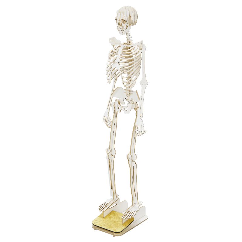 White Standing Skeleton 57 pieces Premium 3D Paper Puzzle Desktop Craft Art Made in Japan