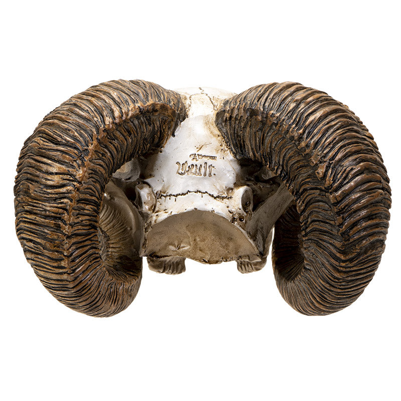 Scrimshaw Ram Skull Figurine by Alchemy England