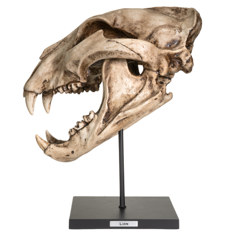 Replica Extinct Pantherine Animals American lion Skeleton Skull Fossil Resin Figurine
