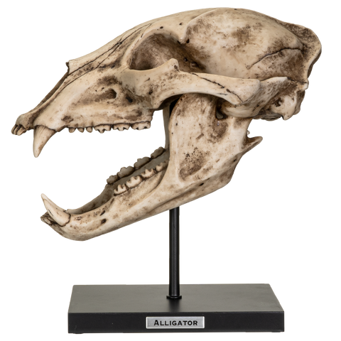 Fossil Animals Replica American Black Bear Skeleton Skull Fossli Resin Figurine