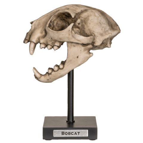 Replica Animals Bob Cat Skeleton Skull Fossli Resin Figurine