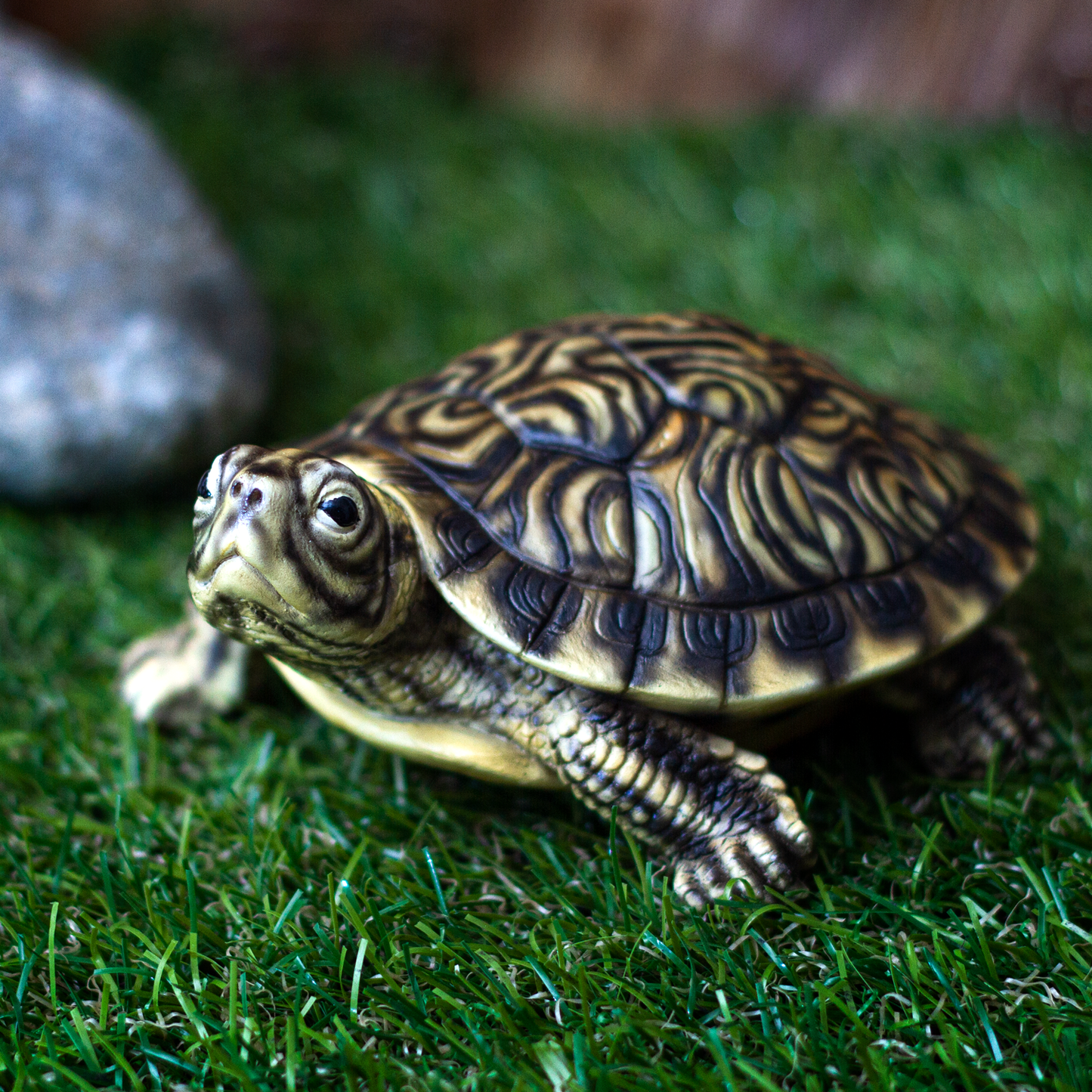 Realistic Yellow Belly Turtle Resin Figurine