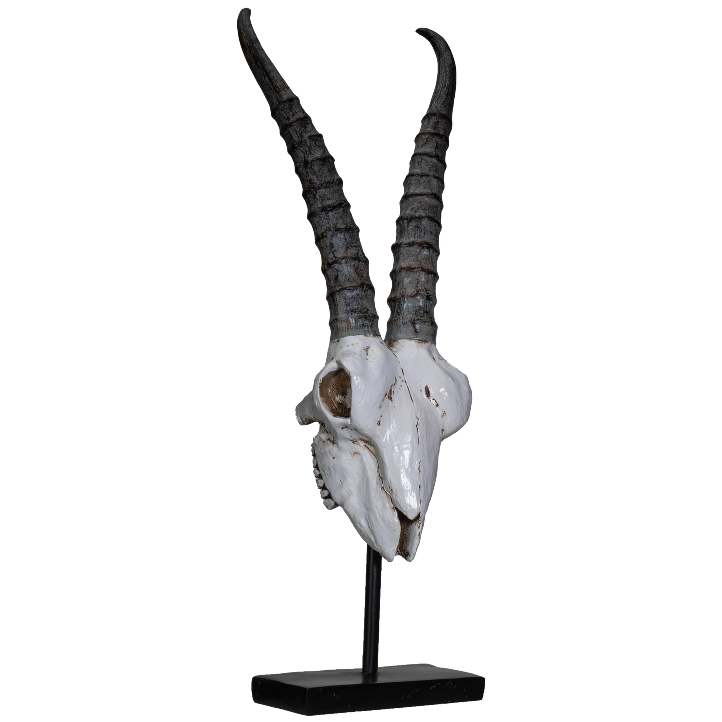 Polystone Springbok Skull with Antler Horns on Metal Stand Home Decorative Accent Faux Taxidermy Animal Trophy 29.5 in