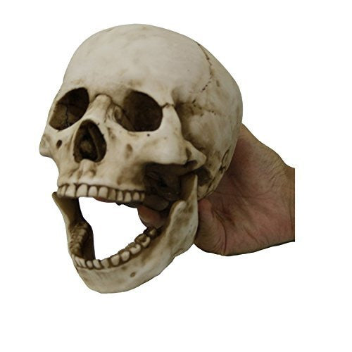 Homo Sapiens Skull with Movable Jaw Collectible Desktop Figurine Gift 6 Inch