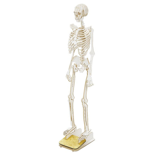 White Standing Skeleton 57 pieces Premium 3D Paper Puzzle Desktop Craft Art Made in Japan