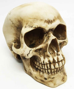 SMALL HOMOSAPIENS SKULL STATUE 3.5" COOL HALLOWEEN COLLECTIBLE